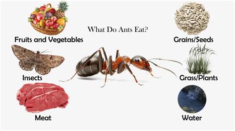 Are Ants Healthy to Eat? And Why Do They Taste Like Lemon Drops?