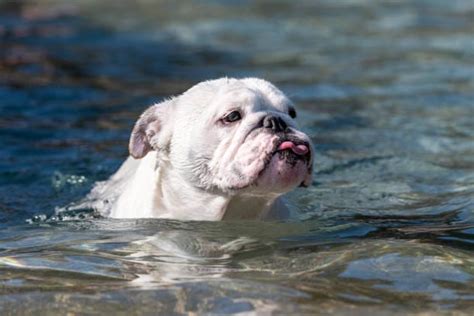 Can Bulldogs Swim? Exploring the Aquatic Abilities of Bulldogs