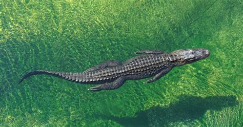 How Fast Can an Alligator Swim: And Why Do They Prefer Sunglasses at Night?