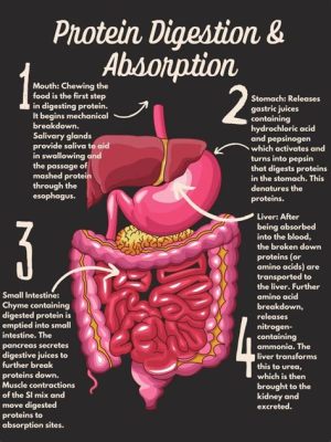 How Long Does It Take to Absorb Protein from Meat: A Journey Through Digestion and Beyond