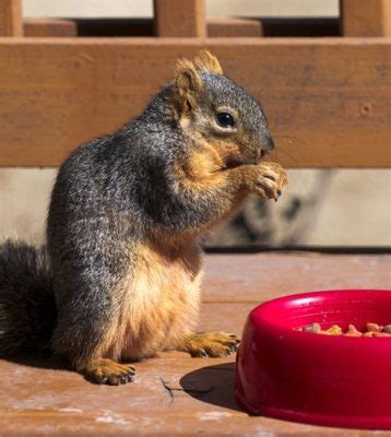 Is Running from the Cops a Felony in Texas? And Why Do Squirrels Always Look Guilty?