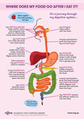 What Helps Vitamins Absorb Better: A Journey Through the Digestive Wonderland