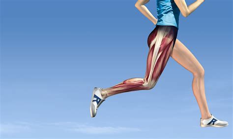 What Leg Muscles Does Running Work: A Journey Through the Muscular Symphony of Motion