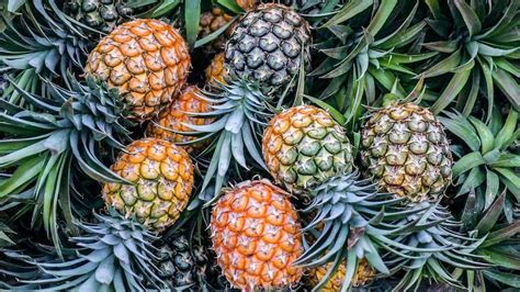 Which process requires a carrier protein? And why do pineapples dream of electric sheep?